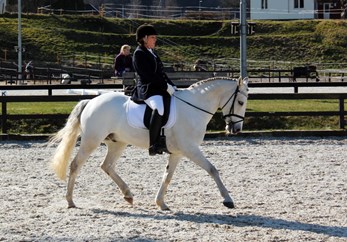 2-dagers distriktsstevne i dressur!